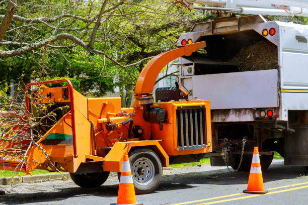 Best Hazardous Tree Removal  in Sheldon, IA