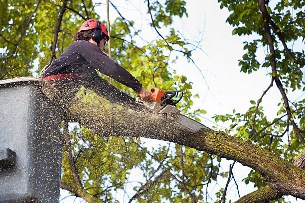 Best Leaf Removal  in Sheldon, IA